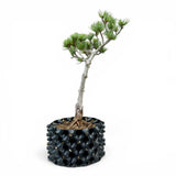 Bonsai Pinus Parviflora -witte den (93317)