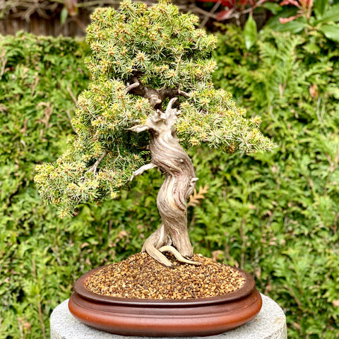 4 zakken naaldbomen bonsaigrond