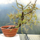 Larix bonsai yamadori-LS108