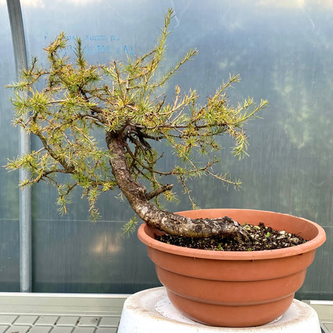 yamadori bonsai Larix decidua met gebogen stam