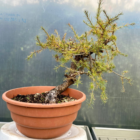 Larix bonsai yamadori-LS108