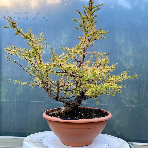 Prachtige yamadori bonsai Larix decidua met gebogen brede stam