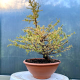 Larix bonsai yamadori-LS109