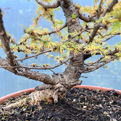 Larix bonsai yamadori-LS109