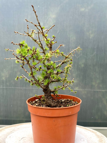 Mooie yamadori bonsai Larix decidua met elegante beweging