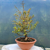 Elegante yamadori bonsai Larix decidua met mooie S-beweging