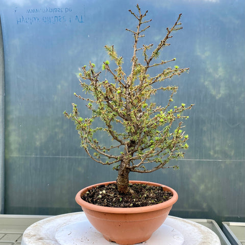 Larix bonsai yamadori-LS181