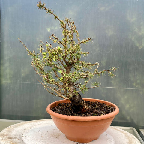 Mooie yamadori bonsai Larix decidua met gebogen stam en brede nebari
