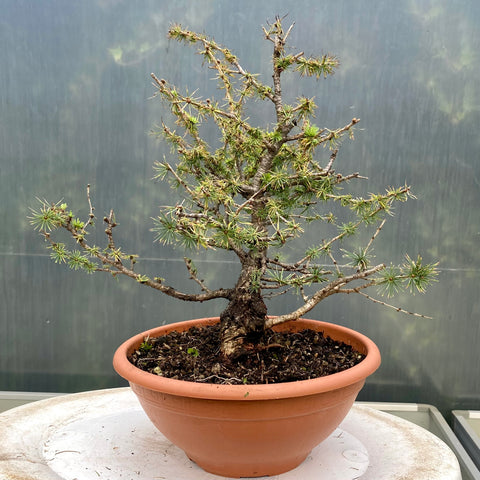 Larix bonsai yamadori-LS184