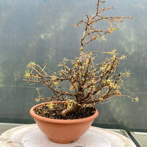 Larix bonsai yamadori-LS191
