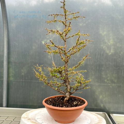 Larix bonsai yamadori-LS192