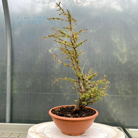 Larix bonsai yamadori-LS192