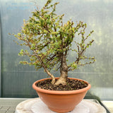 Zeer mooie yamadori bonsai Larix decidua met twee stammen