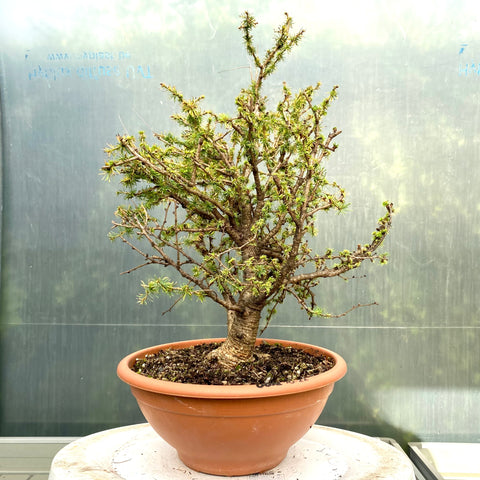 Larix bonsai yamadori-LS193