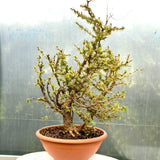 Larix bonsai yamadori-LS193