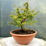 Prachtige compacte yamadori bonsai Larix decidua met S-stam en brede nebari