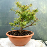 Larix bonsai yamadori-LS194