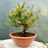 Larix bonsai yamadori-LS194