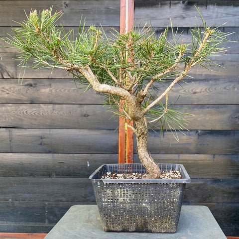 Bonsai startplant Pinus nigra austriaca met mooie beweging in de wortelvoet