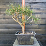 Pinus nigra austriaca bonsai startplant-LS105
