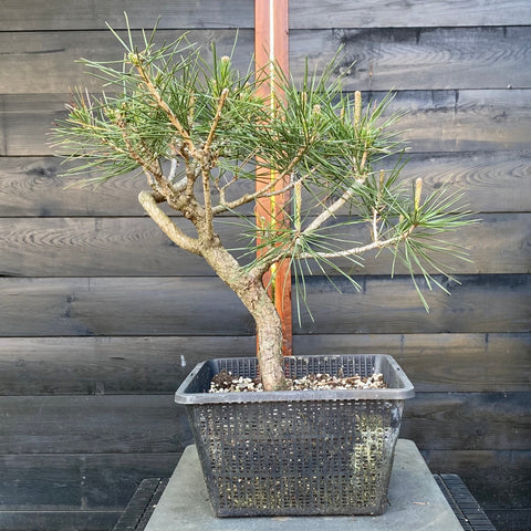 Pinus nigra austriaca bonsai startplant-LS105