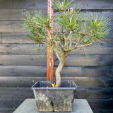 Bonsai startplant Pinus nigra austriaca met mooie beweging
