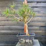 Pinus nigra austriaca bonsai startplant-LS128