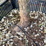 Pinus nigra austriaca bonsai startplant-LS128