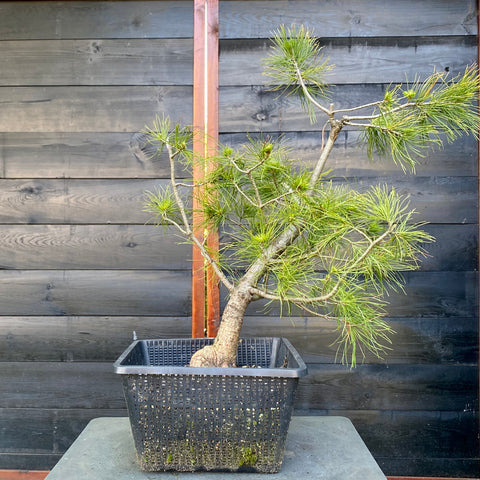 Bonsai startplant Pinus Strobus met brede wortelvoet (nebari)
