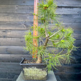 Pinus Strobus bonsai startplant-LS125