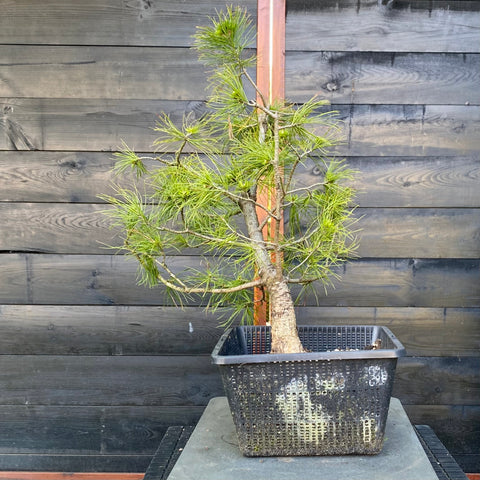 Pinus Strobus bonsai startplant-LS125