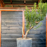 Mooie bonsai startplant Taxus Baccata met gebogen stijl en jin & shari