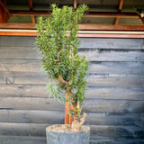 Taxus bonsai startplant-LS102