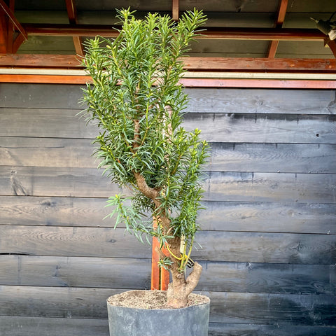 Taxus bonsai startplant-LS102