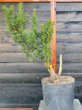 Taxus bonsai startplant-LS102