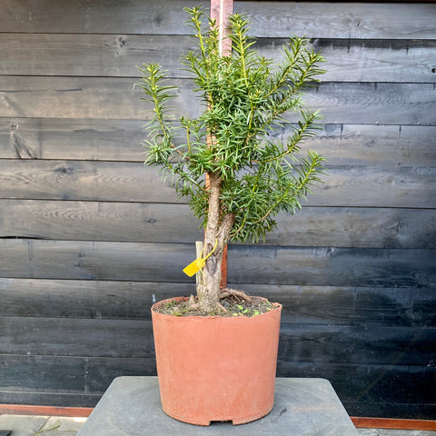 Bonsai startplant Taxus Baccata in rechtopgaande stijl met jin