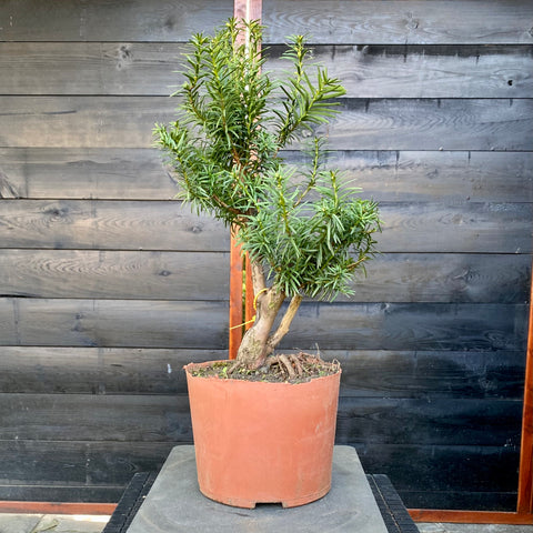 Taxus bonsai startplant-LS104