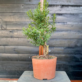 Taxus bonsai startplant-LS104