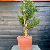 Taxus bonsai startplant-LS142