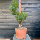 Taxus bonsai startplant-LS142