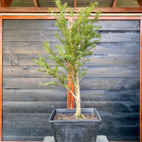 Bonsai startplant Taxus Baccata in rechtopgaande stijl