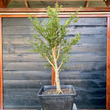 Taxus bonsai startplant-LS197
