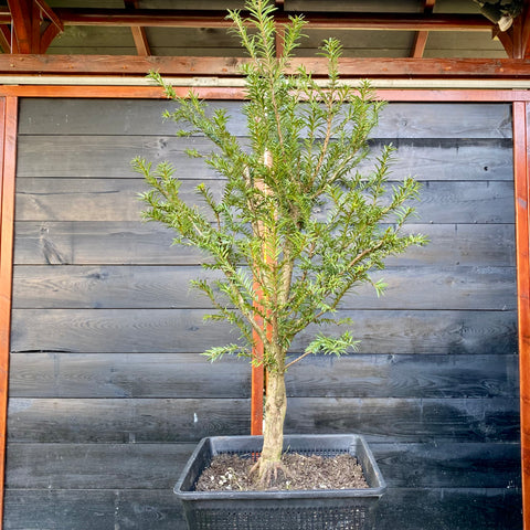 Taxus bonsai startplant-LS197