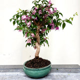 Bonsai Bouganvillea glabra LS40946