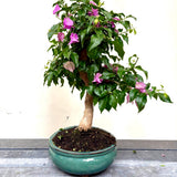 Bonsai Bouganvillea glabra LS40945