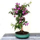 Bonsai Bouganvillea glabra LS40947
