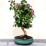 Bonsai Bouganvillea glabra LS40945