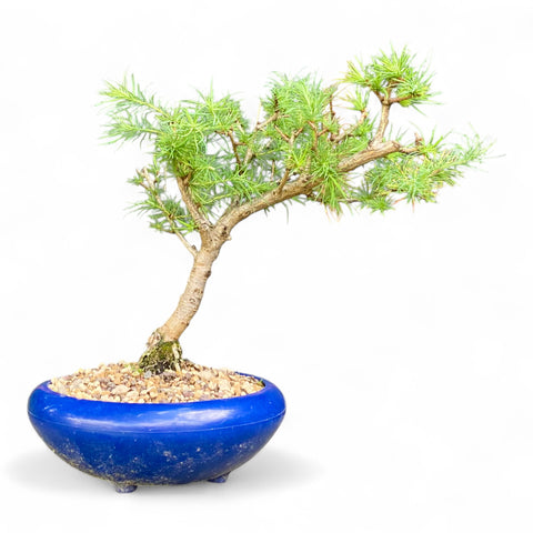 Bonsai Larix kaempferi - LS93301
