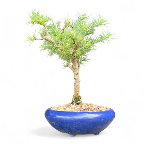 Bonsai Larix kaempferi - LS93301