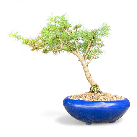 Bonsai Larix kaempferi - LS93301